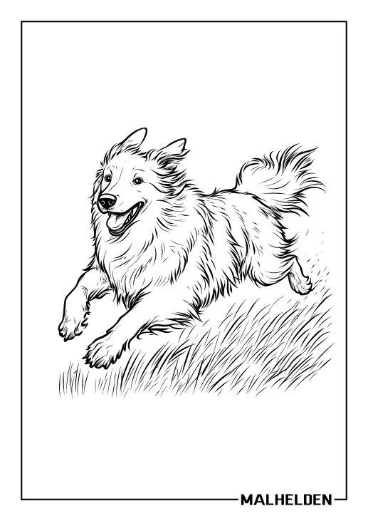 Ausmalbild eines fröhlich laufenden Langhaarcollies